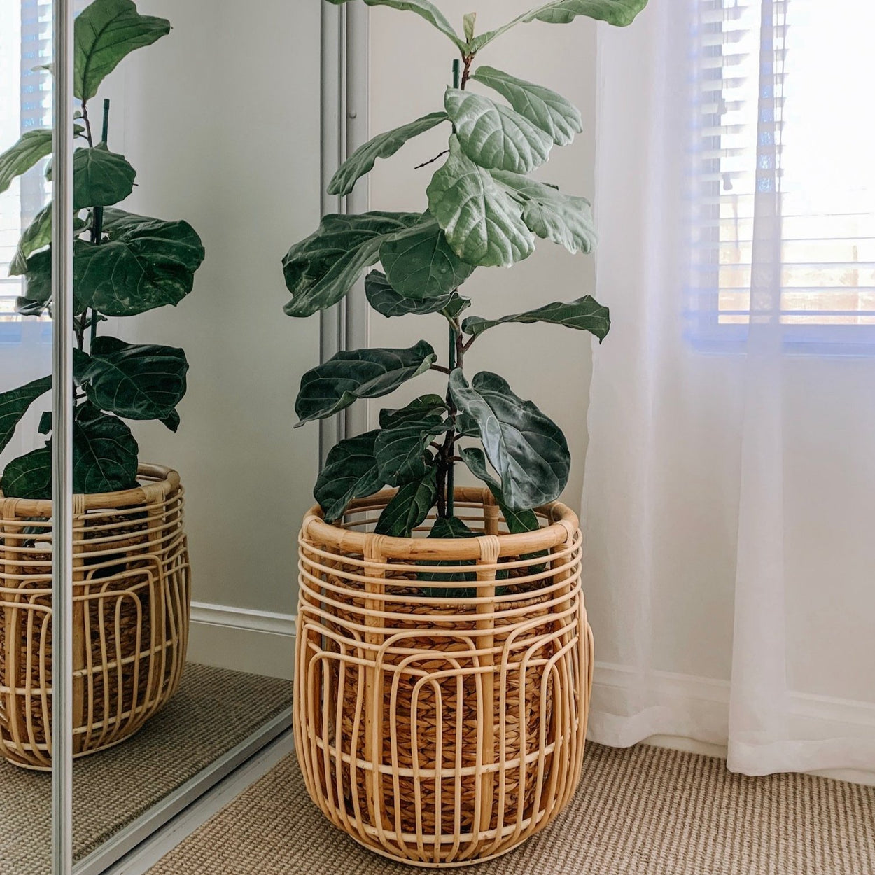 Lotus Planter