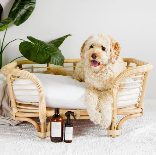 Bella Dog Lounge | On Sale