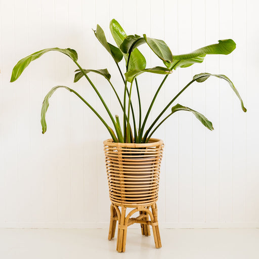 Retro Planter Natural